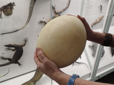 Mystery Object: What animal laid this enormous egg? – Queensland Museum ...