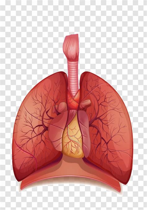 The Human Respiratory System Breathing Respiration Body - Cartoon - Lungs Transparent Images ...