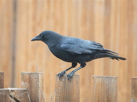 How Long Do Crows Live? - Discover Crow Lifespan by Species