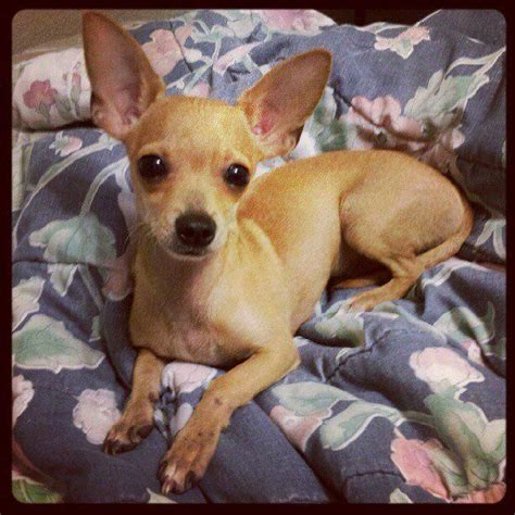 Chihuahua Miniature Dachshund Mix - Pets Lovers