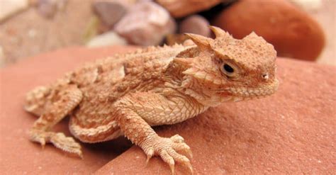 What’s a Baby Lizard Called + 4 More Amazing Facts! - AZ Animals