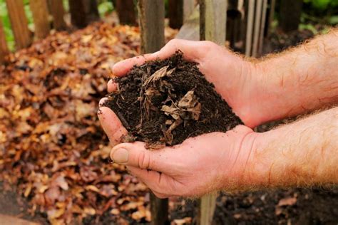 How to Make and Use a Leaf Mold for Organic Gardening