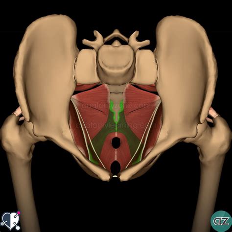 Pelvic Floor | AnatomyZone