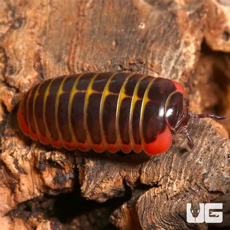 Candy Pill Millipede (Rhopalomeris Carnifex) For Sale - Underground ...