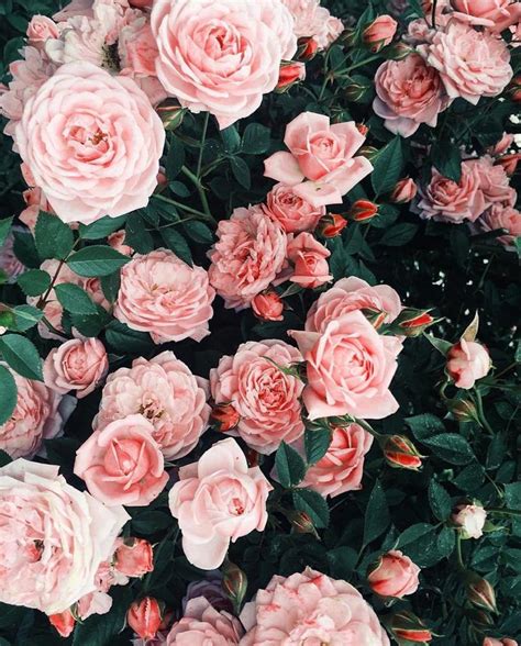 Aesthetic rose wallpaper!💐 | Aesthetic roses, Flower aesthetic, Rose flower wallpaper