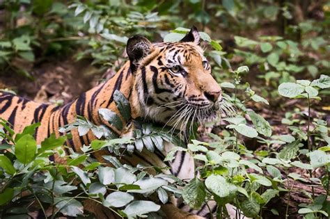 Premium Photo | The tiger is looking for food in the forest. (panthera tigris corbetti) in the ...