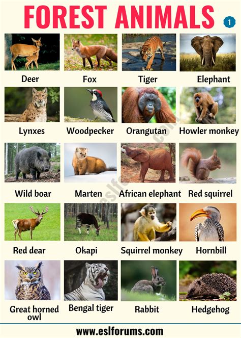 List of Animals: A Big Lesson of Animal Names with the Pictures! - ESL Forums