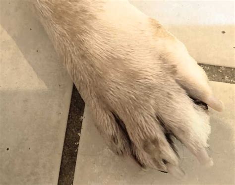 What Causes Yeast Infection In Dog Paws