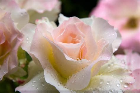 Les gouttes d'eau - Une belle rose après la pluie - Photo-Paysage.com Photo-Paysage.com