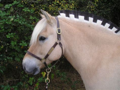 fjord horses | Fjords are so cute! I squealed when I saw them coming ...