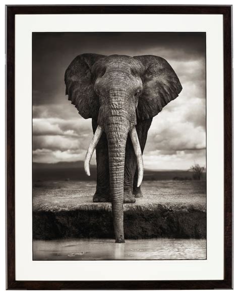 NICK BRANDT (B. 1964), Elephant Drinking, Amboseli, 2007 | Christie’s