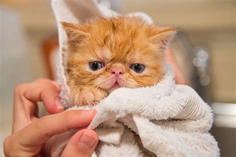 Tips and Tricks for How to Give Your Cat a Bath - Neater Pets