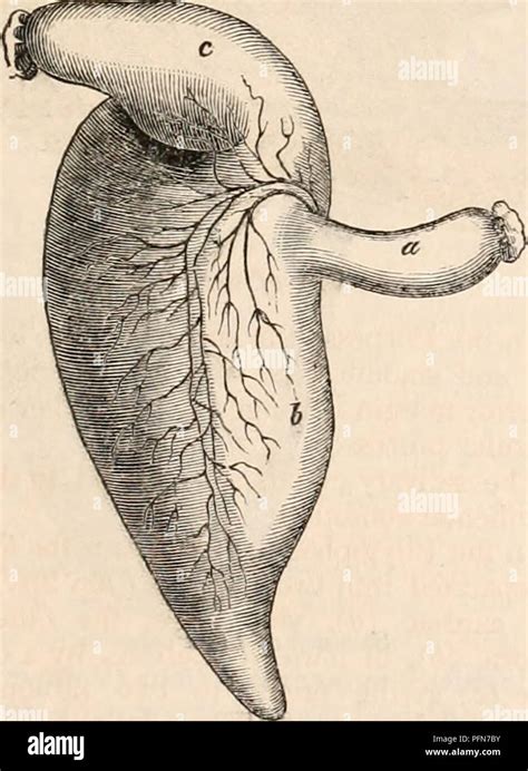 Dugong anatomy hi-res stock photography and images - Alamy