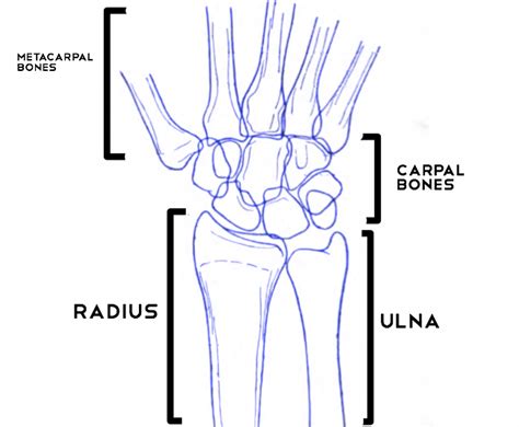 Kendall Marshall’s Broken Wrist – What Is A Scaphoid Bone?