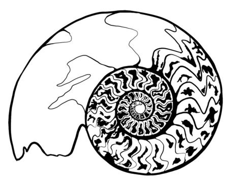 Chambered Nautilus Drawing at GetDrawings | Free download