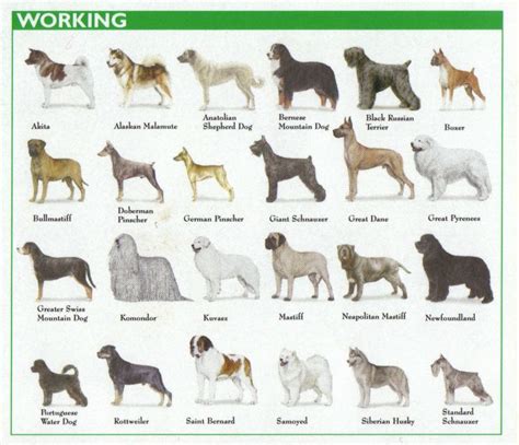 Terrier Breeds Chart | Dog breeds, Dog breeds chart, Terrier breeds