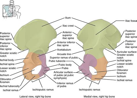 11.3 The Pelvic Girdle and Pelvis – Fundamentals of Anatomy and Physiology