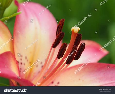 41,529 Stigma Flower Images, Stock Photos & Vectors | Shutterstock