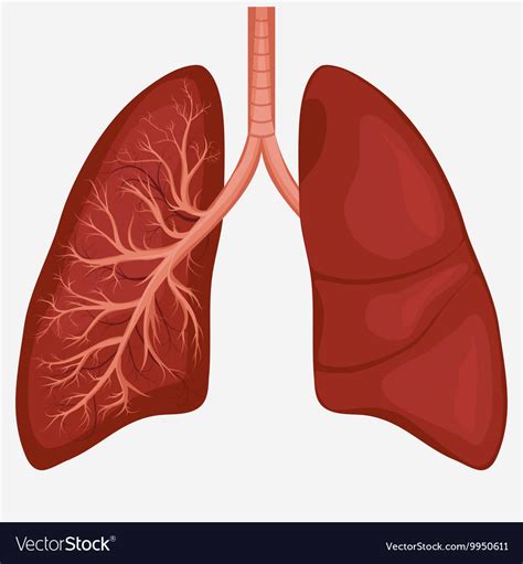 Human Lung Anatomy Diagram Royalty Free Vector Image | The Best Porn Website