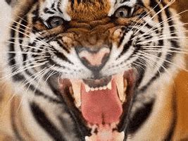 Bengal Tiger GIFs - Find & Share on GIPHY