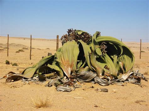 File:Welwitschia mirabilis(2).jpg - Wikipedia