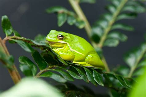 Photograph of a Green Frog at the Vancouver Aquarium