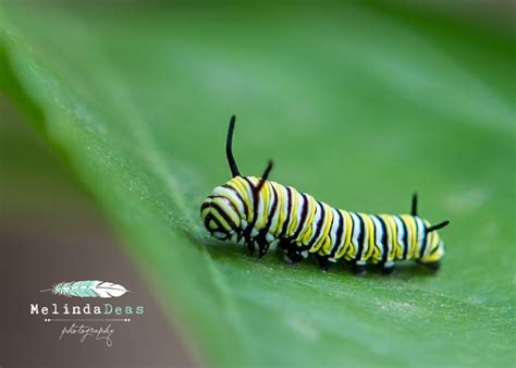 Baby Monarch Caterpillar | Monarch caterpillar, Butterfly habitat ...