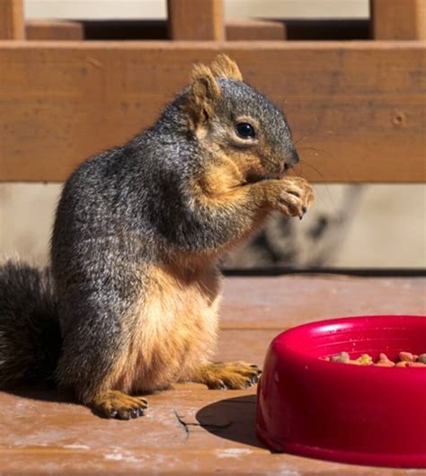 What to Feed Squirrels – Everything You Need to Know - EatHappyProject