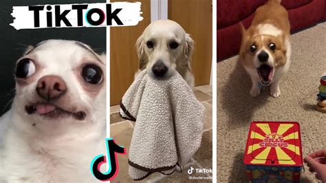 Funny Dogs of TikTok & Cute Puppies of Instagram Compilation! - Dogs ...