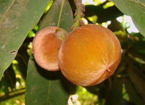 Pin by ceri Desixson on buah2an | Beautiful fruits, Weird fruit, Edible ...