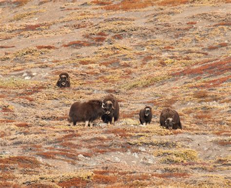 Wildlife in Greenland | Oceanwide Expeditions