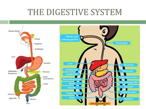 DISEASES IN THE DIGESTIVE SYSTEM - Student Nurses