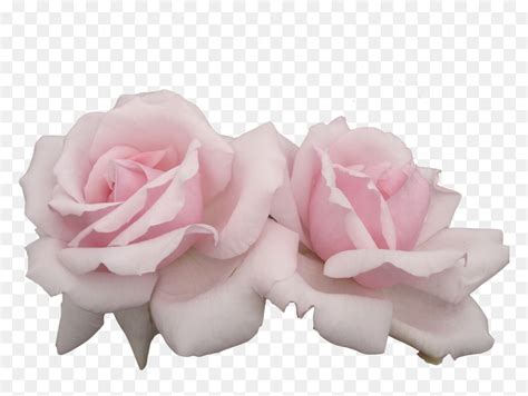 Pink Flowers Pastel Rose - Aesthetic Pink Flower Png, Transparent Png - vhv