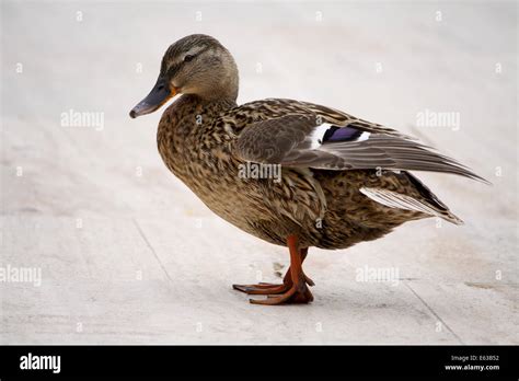 Pacific Black Duck Female Stock Photo - Alamy