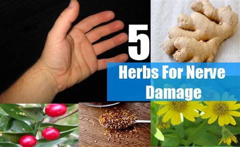 Herbs For Nerve Damage | Nerve damage, Nerve health, Crps