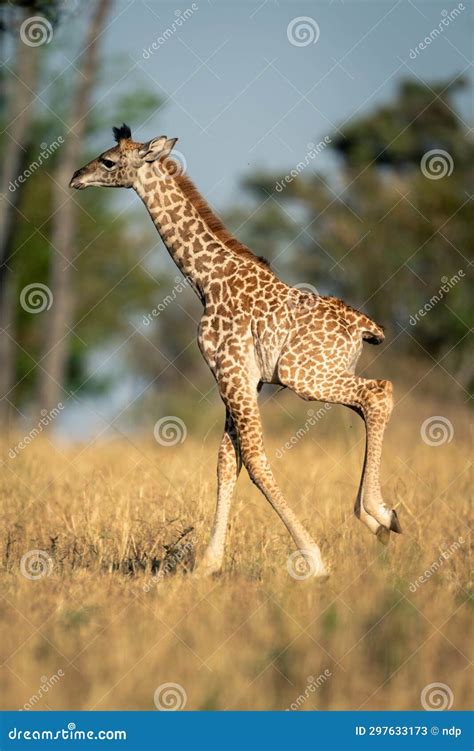 Baby Masai Giraffe Galloping Across Grassy Clearing Stock Image - Image ...