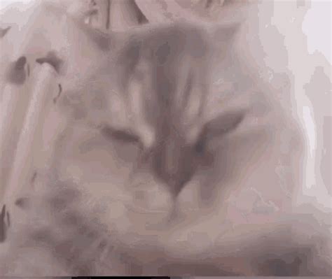 Cat Kitty GIF - Cat Kitty Surprised - Discover & Share GIFs