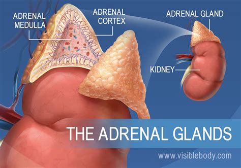 Diabetes And Adrenal Glands - Effective Health