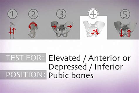 Pelvis- articular - Real Bodywork