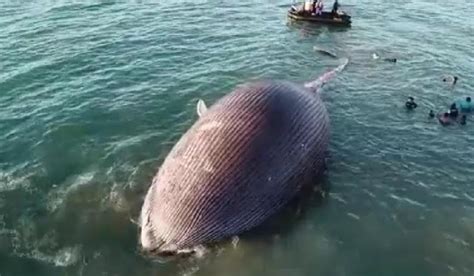 Paus Biru Langka Usia 70 Tahun Mati Terdampar di Pantai Nunhila Kupang | urbanasia.com