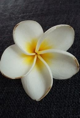 Frangipani Flower Meaning - Essence of Body & Soul