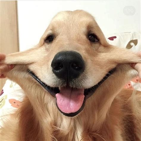 Dog's Happy Face | Cute dogs, Dogs and puppies, Golden retriever