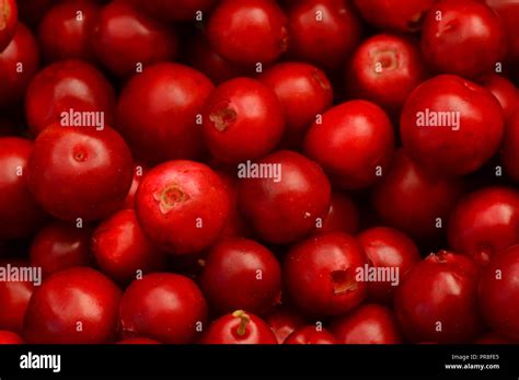 Cowberry harvest of summer forest berries Stock Photo - Alamy