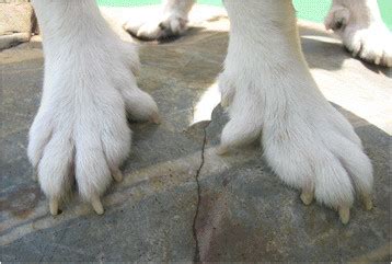 Polydactyly in the Lundehund. Polydactyly with six toes at all four... | Download Scientific Diagram