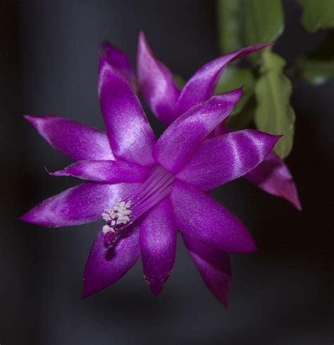 Amazon.com : Purple Christmas Cactus Plant - Zygocactus - 4" pot : Patio, Lawn & Garden ...