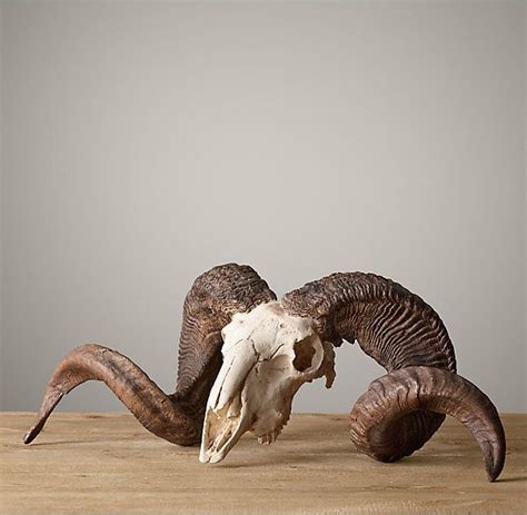 Ram Horns Cast In Resin | Sheep skull, Animal skeletons, Animal skulls