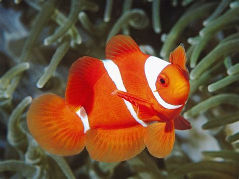 Clown Fish | Info and New Photos-Images | The Wildlife