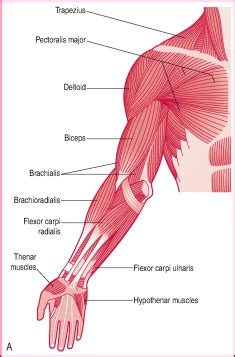 Involuntary Muscles Diagram - Blogger Lagi