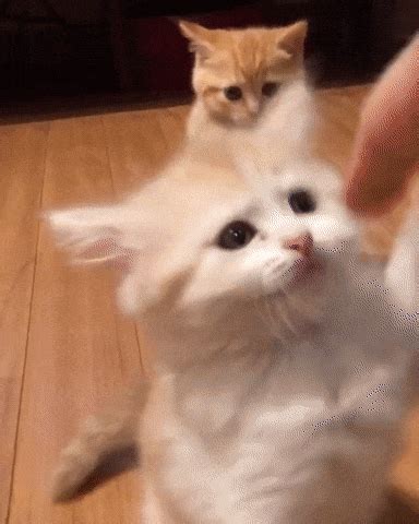 cute cat gifs Page 60 | WiffleGif