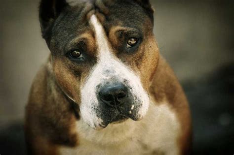 6 Really Good Pit Bull Rescues in the USA - DogBlend